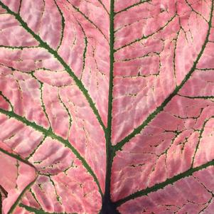 Caladium Spring Fling 