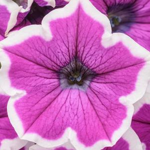 Petunia Supertunia® Hoopla™ Vivid Orchid™