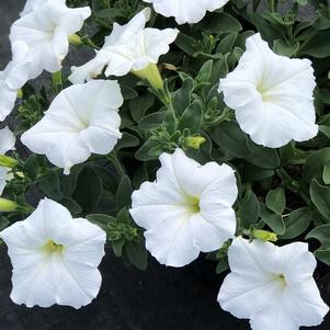 Petunia Easy Wave® White