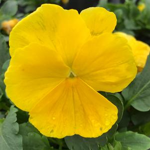 Pansy Matrix® Yellow