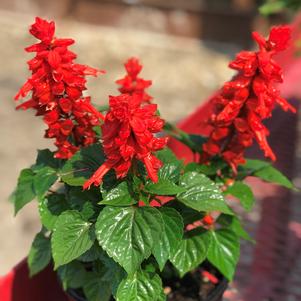 Salvia spendens Mojave™ Red