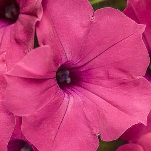 Petunia Supertunia® Vista® Fuchsia