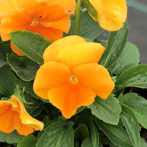 Pansy Matrix® Orange