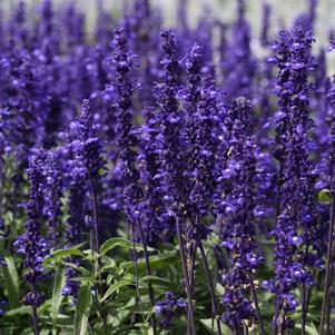 Salvia farinacea 'Victoria Blue'