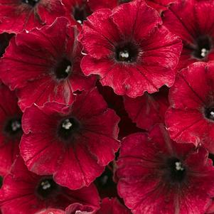 Petunia Supertunia® Black Cherry