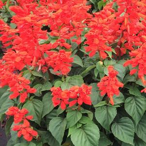 Salvia splendens Flare Red