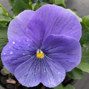 Pansy Matrix® True Blue