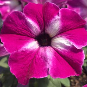 Petunia Headliner™ Enchanted Sky