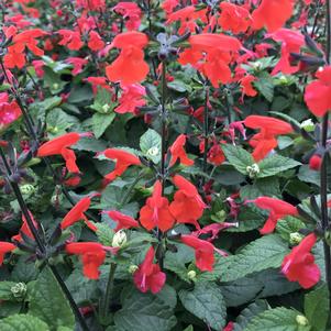 Salvia coccinea 'Summer Jewel Red'