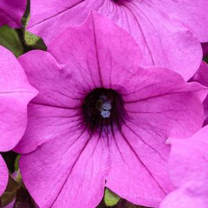 Petunia Supertunia® Vista Jazzberry®