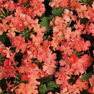 Verbena Superbena® Royale Peachy Keen