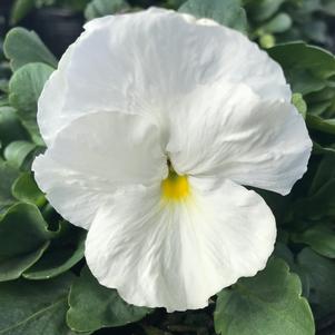 Pansy Matrix® White