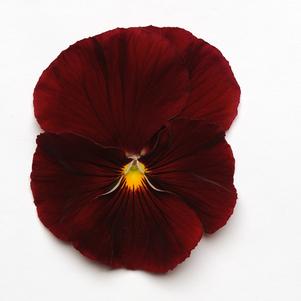 Pansy Matrix® Scarlet