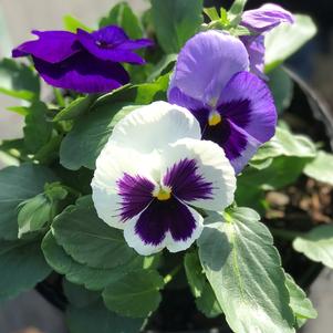 Pansy Matrix® Ocean Breeze