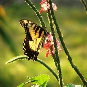 Stachytarpheta mutabilis 