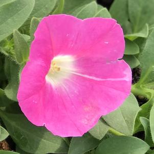 Petunia Easy Wave® Pink