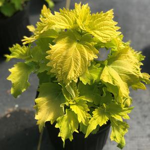 Coleus 'Wasabi'