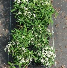 Euphorbia Starblast Snowdrift