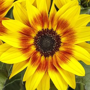 Helianthus Suncredible® Saturn