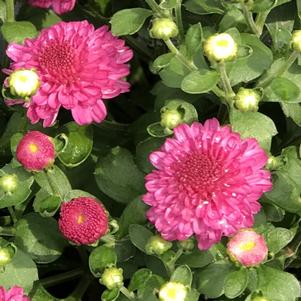 Chrysanthemum Gigi Dark Pink