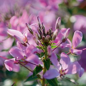 Cleome Senorita Rosalita®