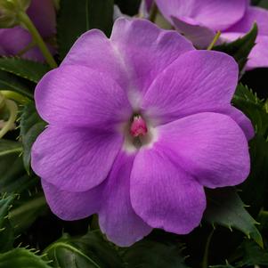 Impatiens SunPatiens® Compact Orchid