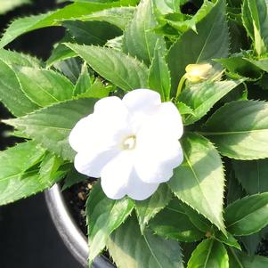 Impatiens SunPatiens® Compact White