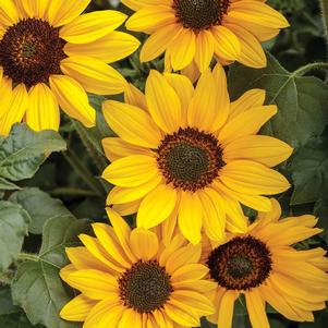 Helianthus hybrid Suncredible® Yellow