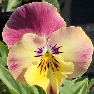 Pansy Cool Wave® Strawberry Swirl