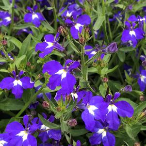 Lobelia Techno® Heat Upright Dark Blue