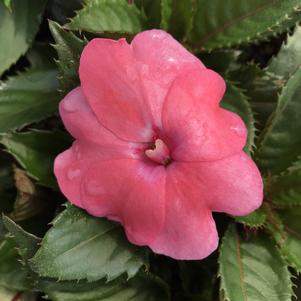 Impatiens Sunpatiens® Compact Coral