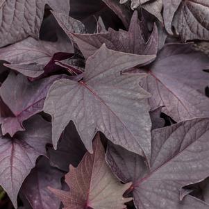 Ipomoea batatas Sweet Caroline Bewitched After Midnight™