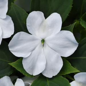 Impatiens Beacon® White