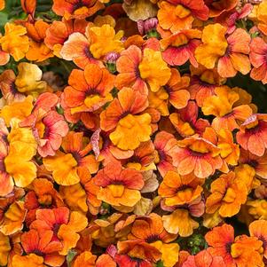 Nemesia Sunsatia® Blood Orange