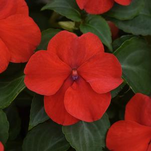 Impatiens Beacon® Bright Red