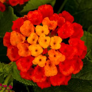 Lantana camara Hot Blooded® Red