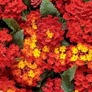 Lantana camara Luscious® Royale Red Zone™