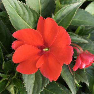 Impatiens SunPatiens® Compact Electric Orange