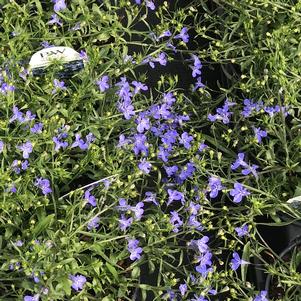 Lobelia Laguna™ Sky Blue