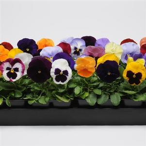 Pansy Matrix® Mix