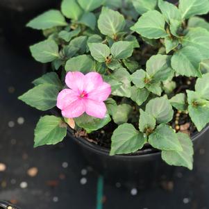 Impatiens Imara™ XDR Pink