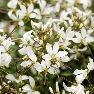 Cleome Senorita Blanca™