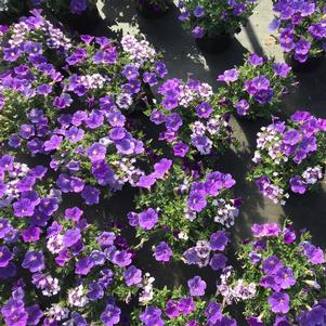 Confetti Garden® Shocking Blue 