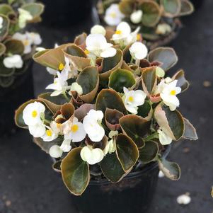 Begonia Nightlife White