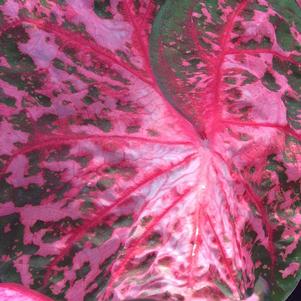 Caladium Carolyn Wharton 