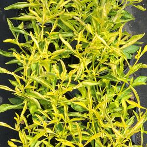 Alternanthera True Yellow