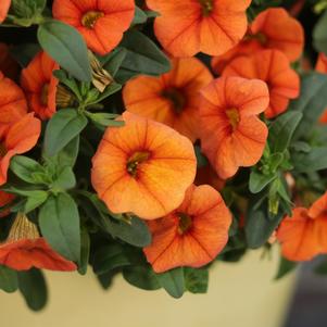 Calibrachoa Superbells® Dreamsicle