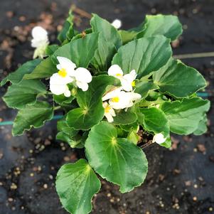 Begonia BIG™ White with Green Leaf