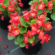 Begonia Super Cool Red