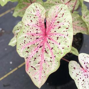 Caladium 'Miss Muffet'